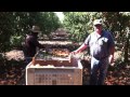 Peach Harvest with Filter Farms