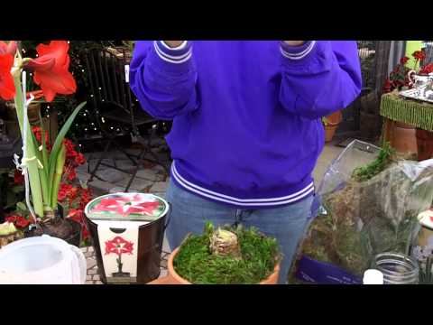 how to replant paperwhites