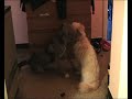 combattimento tra cani feroci