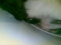 PARTO DE UN GATO...