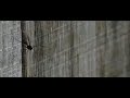 Ichneumon wasp taking off
