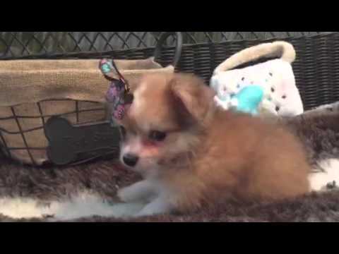 adorable malchi who loves getting kisses!