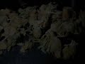 og kush music from vancouver island bc. tell us what u think. http://www.myspace.com/ogkushmusic
http://www.garageband.com/ogkush