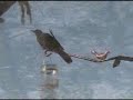 Cat & Bird (Jaz and the Orioles)