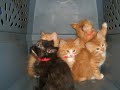 rescue-me.html