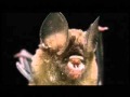 The Malaysian Bat Education Adventure: Episode 5