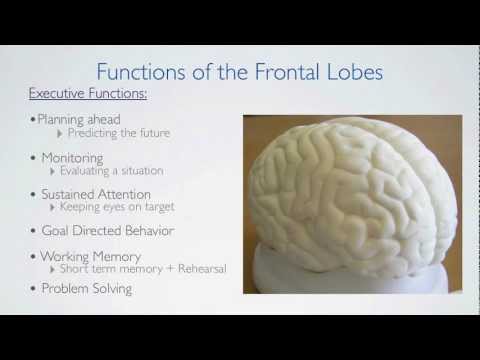 Frontal Lobes Functions
