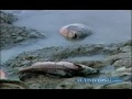 Falta de lluvia mata a peces