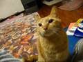 ちゃとらとはちわれ ~甘えん坊なオス猫達~