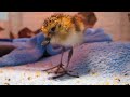 First Spoonbilled Sandpipers born in the UK