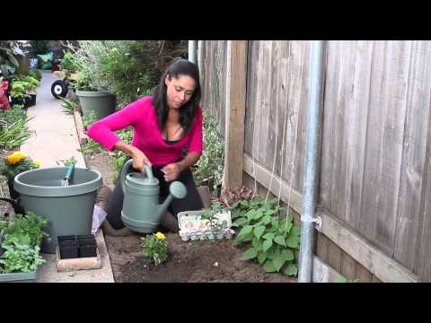 how to fertilize vegetable seedlings