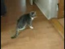 sarho? kedi.mpg