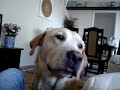 Labrador Chopp e o FIO DENTAL