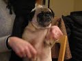 Louie Gunther the IInd does the Macarena (3)