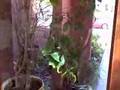 Serrania Caguas Home for Sale Puerto Rico