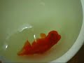 Oishi Nisai 101009.wmv
