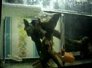 riproduzione betta halfmoon; halfmoon betta spawn riproduzione betta halfmoon; halfmoon betta spawn