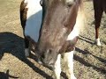 Jack and Jazzmine / Horses With Amie