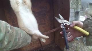 Забой кролика Видео! Видео сёрфинг Забой кролика Видео! Видео сёрфинг
