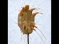 Sarcoptic Mange Mite Sarcoptic Mange Mite