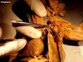 MTSAC rabbit dissection Part 2 (Internal Structures)