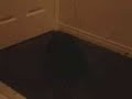 dizzy cat dizzy cat