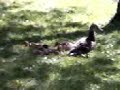 ducks ducks