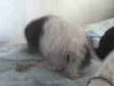Batendo uma punheta.3gp