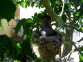 Humming bird nest March 31 2007 #2