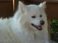 Akiak the dog speaks out about the election.