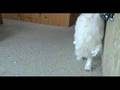 Sydney - SNOW DOG
