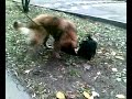 Вот так очень любит играть мой любимый скотчик