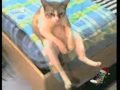 Radio Arvyla - Gatos Stavrakas