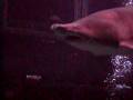 videos de New England Aquarium Costumed Diving