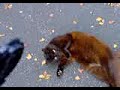 Attack Kitty