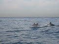 Dolphins Off Of Atlantic Beach New York