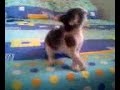 Mi gata buscando pelea! (chiquita)