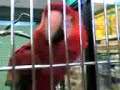 Parots