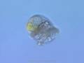 Sea slug veliger