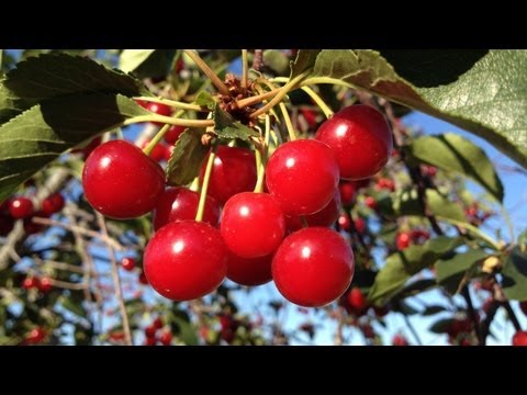 Cherry - YourProduceGuy visits the Woodyatt Cherry Farms where they grow Montmorency Cherries. These are tart pie cherries that get used in pies, jams, juices and mad...