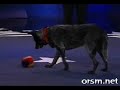 smart dog