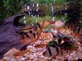 THIS IS WHAT HAPPENS WHEN YOU STARVE TIGER BARBS