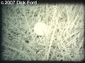 The Golfer by Dick Ford
