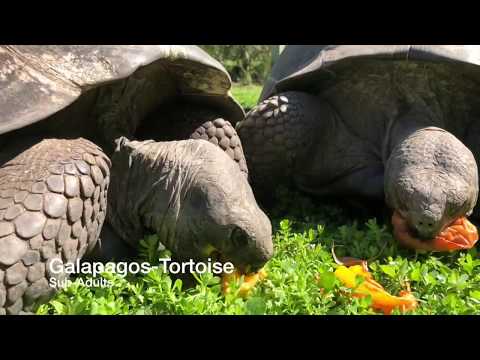 YouTube reptile video