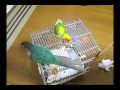 opi@Lovebird / Peach-faced Lovebird bibi@conure / Green-cheeked Parakeet / おぴ~ × ビビ