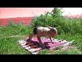 Flow Yoga: Greeting to the sun Flow Yoga: Greeting to the sun
