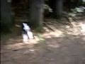Elmsley - Sept 2008 - Running in the Massabesic Woods - Part 1