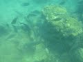Parrotfish Feeding - Palau 2009