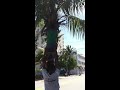 Click here to watch this video Miami fun - Coconuts with Chino
