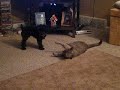 puppy j.j. and kitty momo puppy j.j. and kitty momo